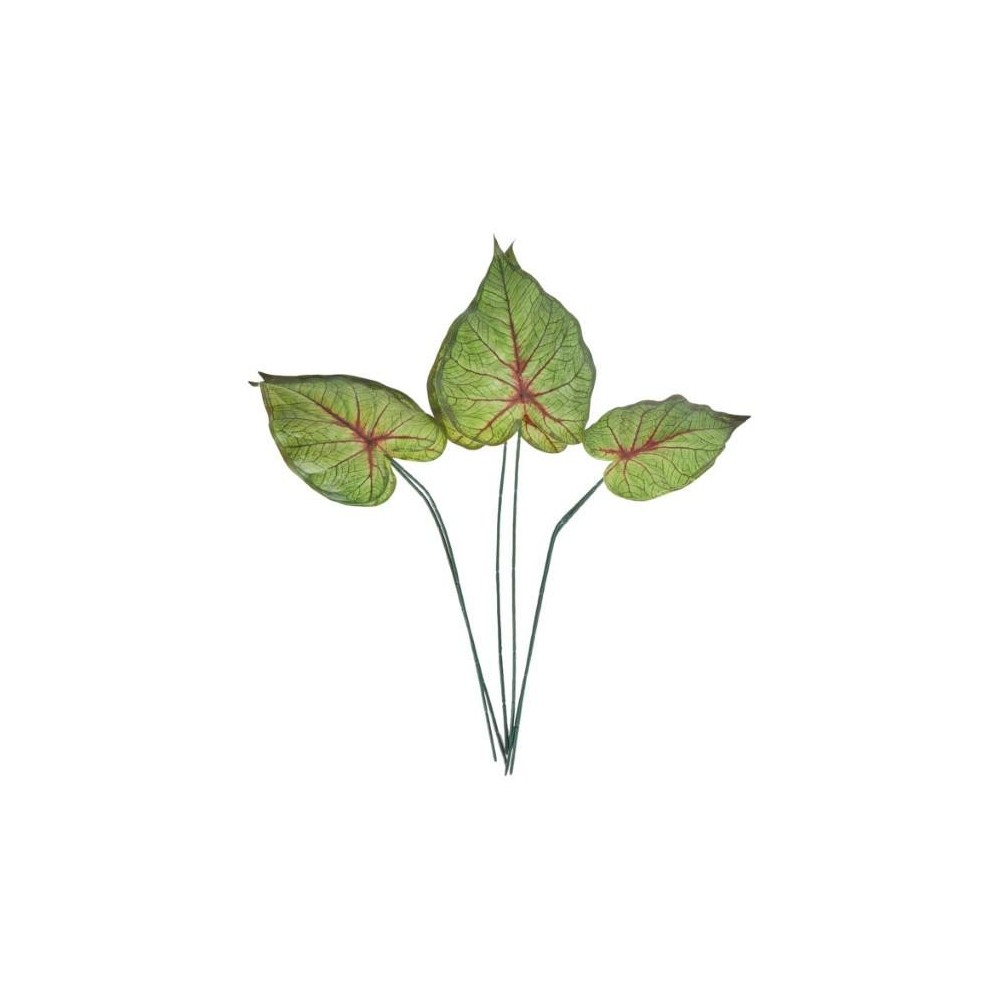 SET 6 FOGLIE CALADIUM 3ASS